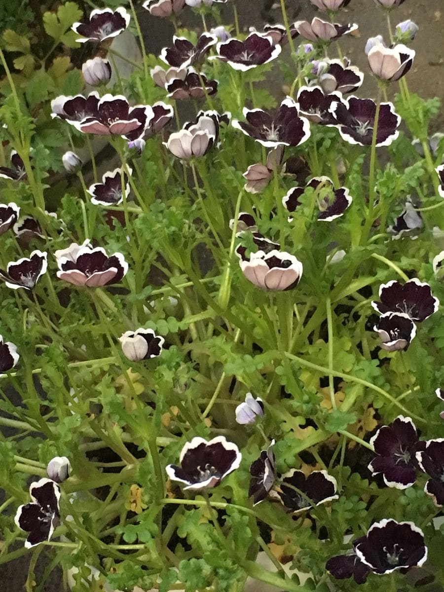 種からネモフィラ そだレポ 花盛り