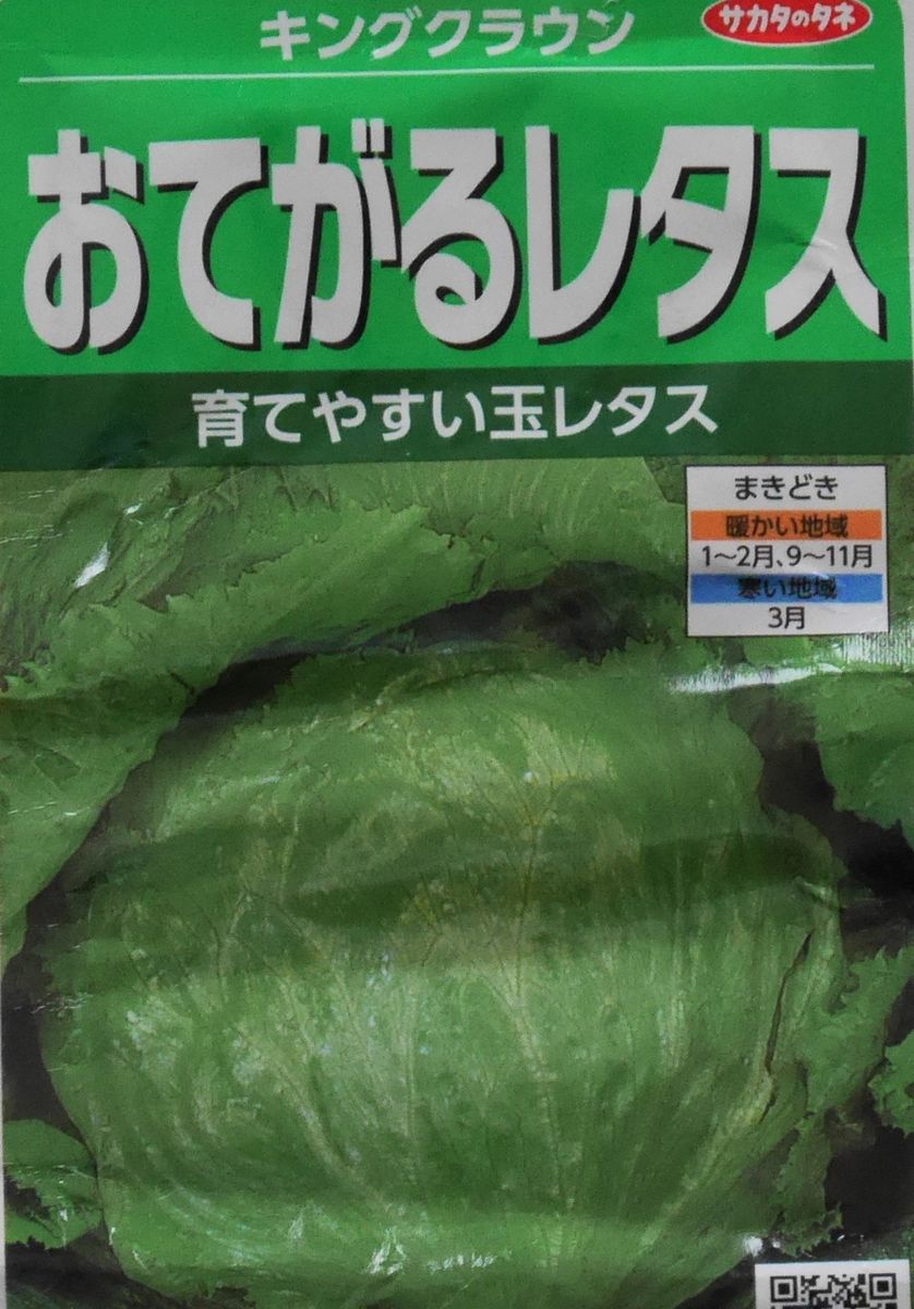 玉レタス 大玉に結球できるか そだレポ 栽培レポート By野菜と花のバーバ みんなの趣味の園芸