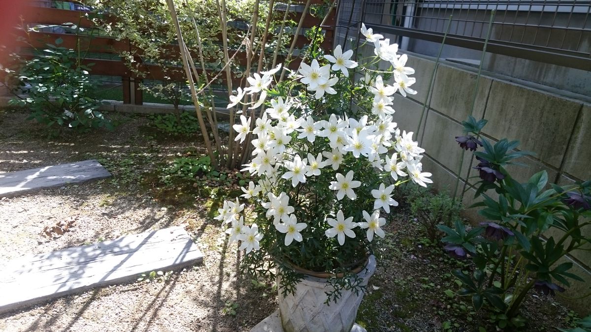 カートマニージョー 年代記 2018春 開花しました