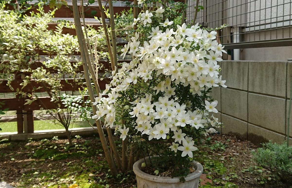 カートマニージョー 年代記 2019春の開花