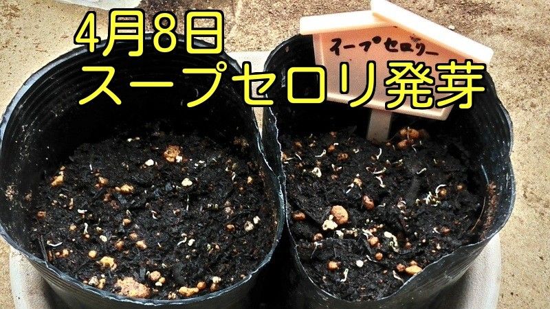 スープセルリー 発芽