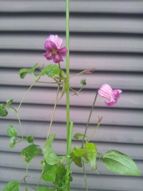 ヴィオルナ成長日記 種から開花まで 初花！咲きました