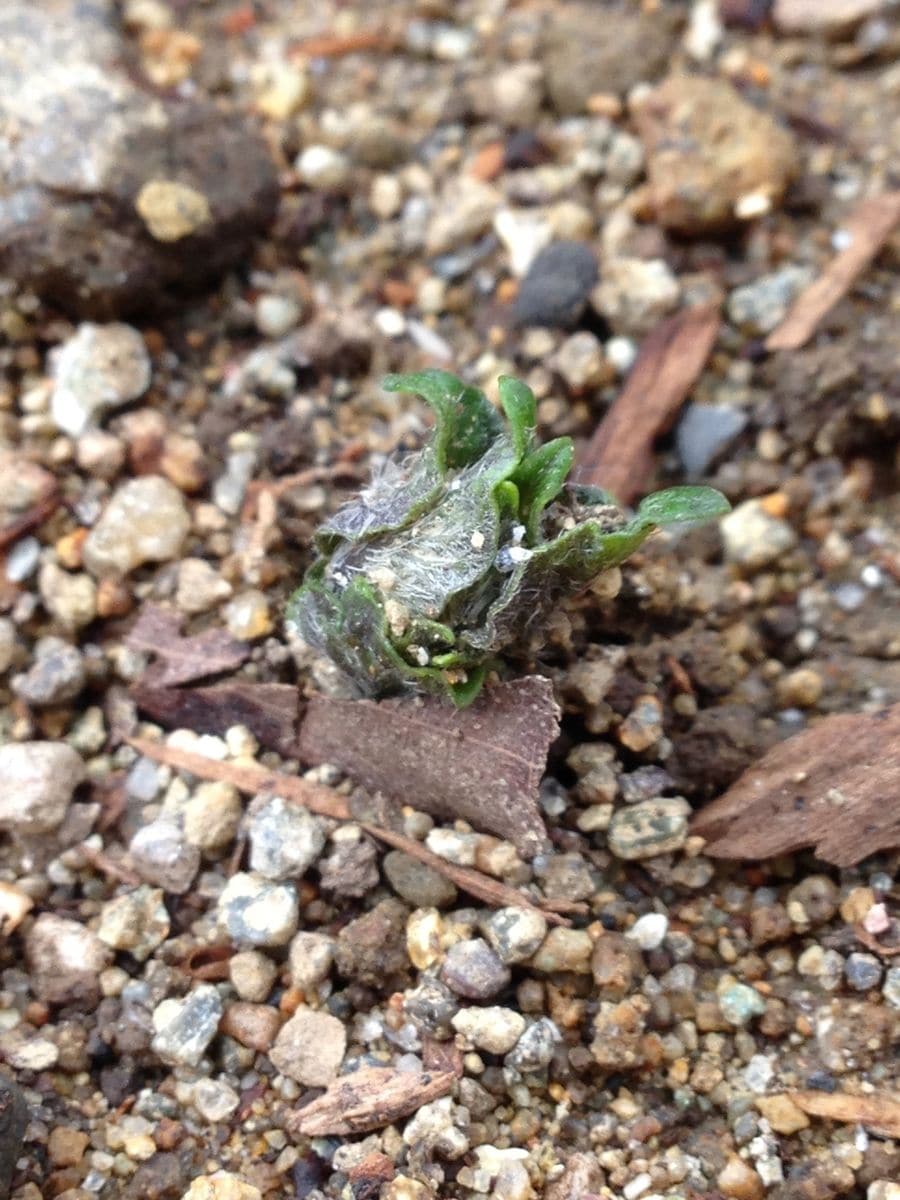 じゃがいもの収穫 芽が出た‼️