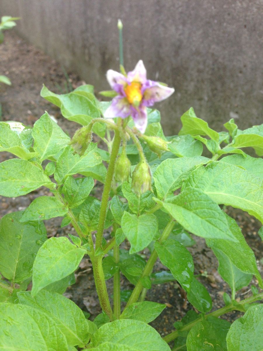 じゃがいもの収穫 花が咲いた