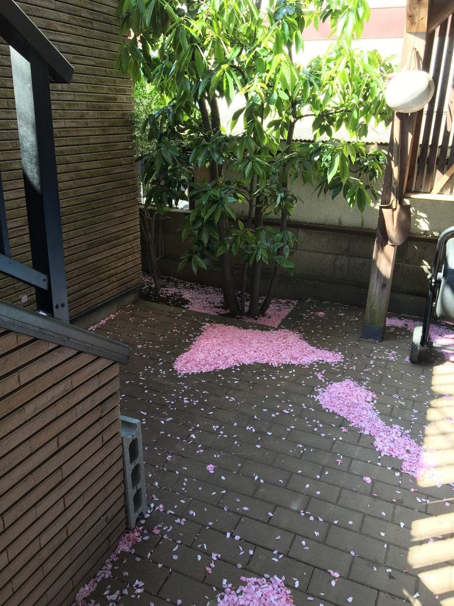 八重桜 我が家の八重桜