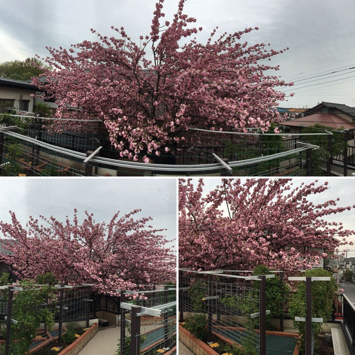 八重桜 我が家の八重桜