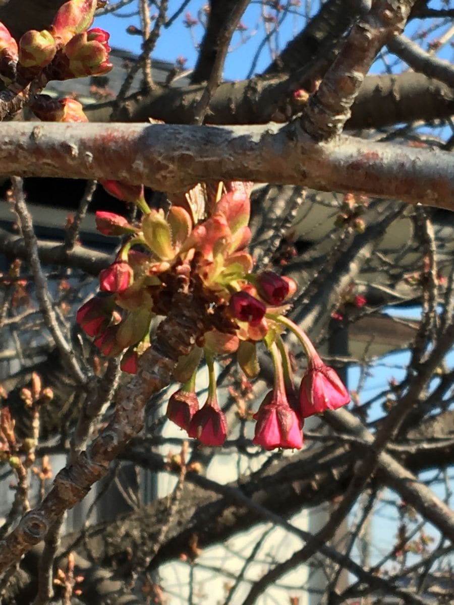 八重桜 蕾