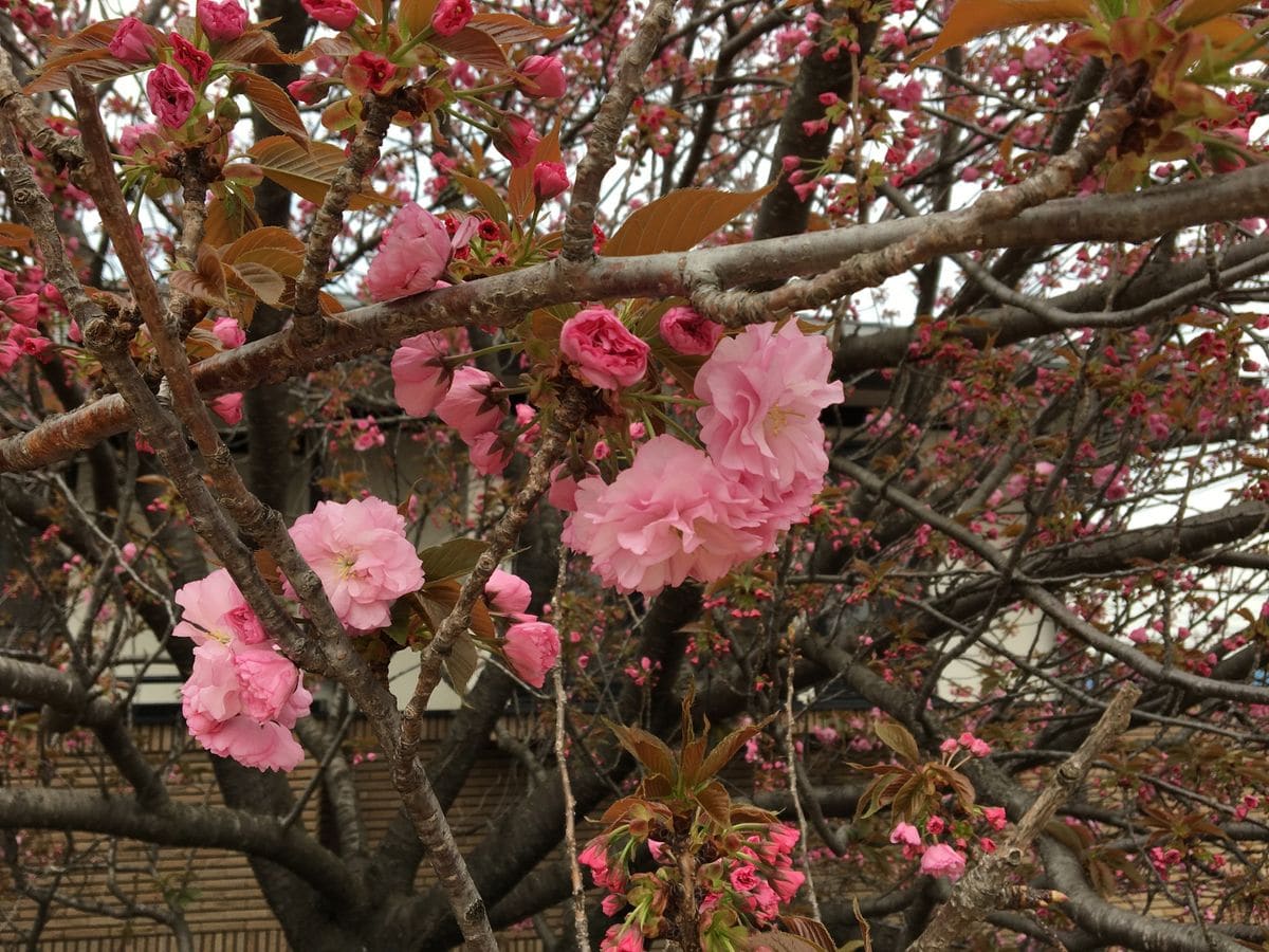 八重桜 咲き始めました