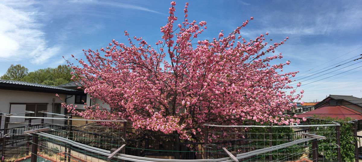 八重桜 我が家の八重桜