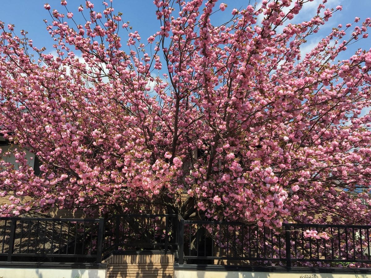 八重桜