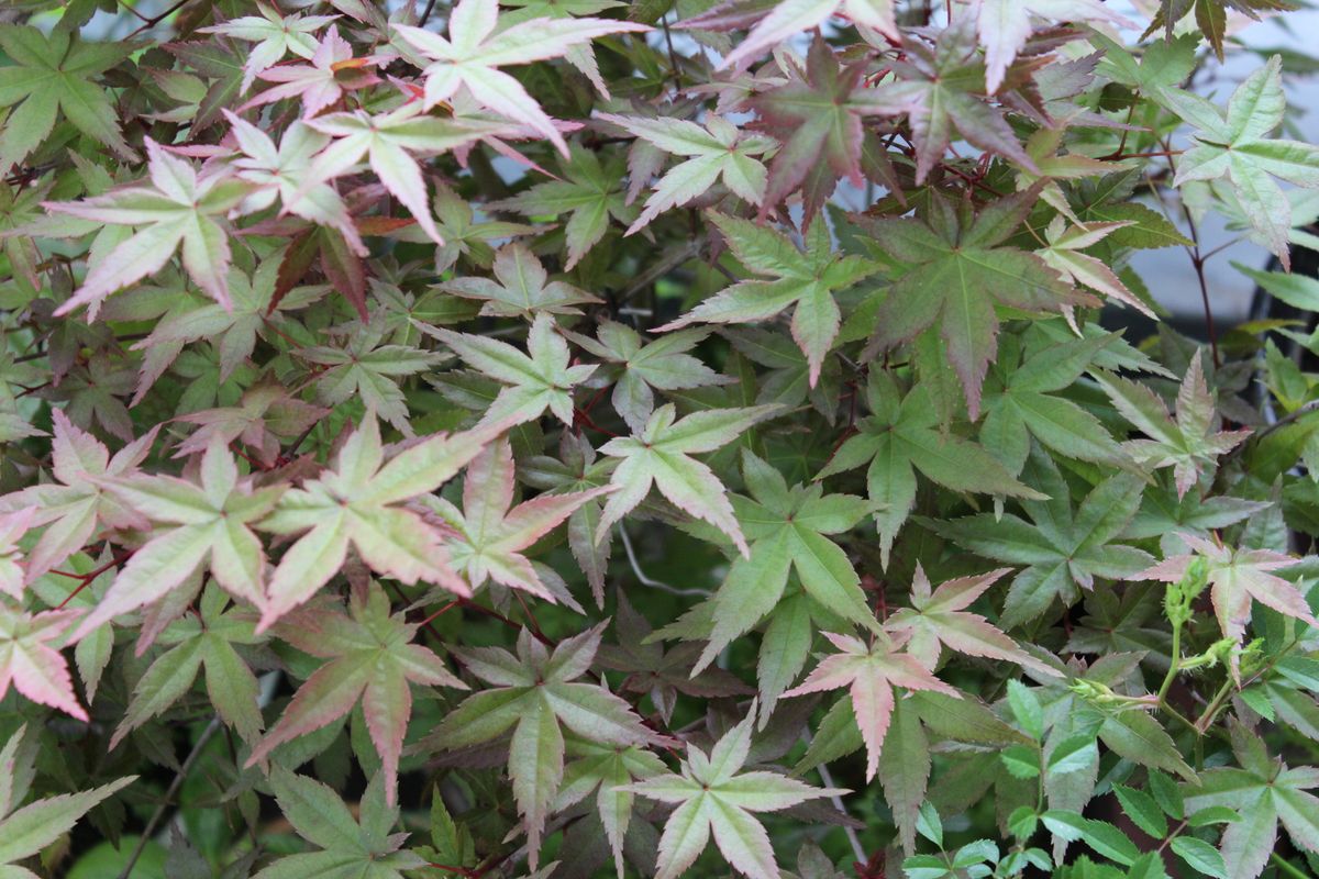 酸性土にTRY　春紅葉の宴：千汐H28~ 20180423紅葉（チショウ）