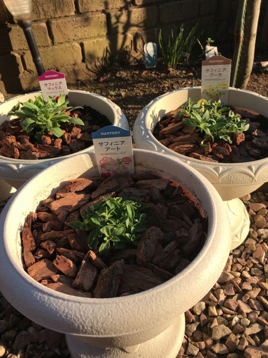 サフィニア三回の開花に挑戦❣️ 植え付け