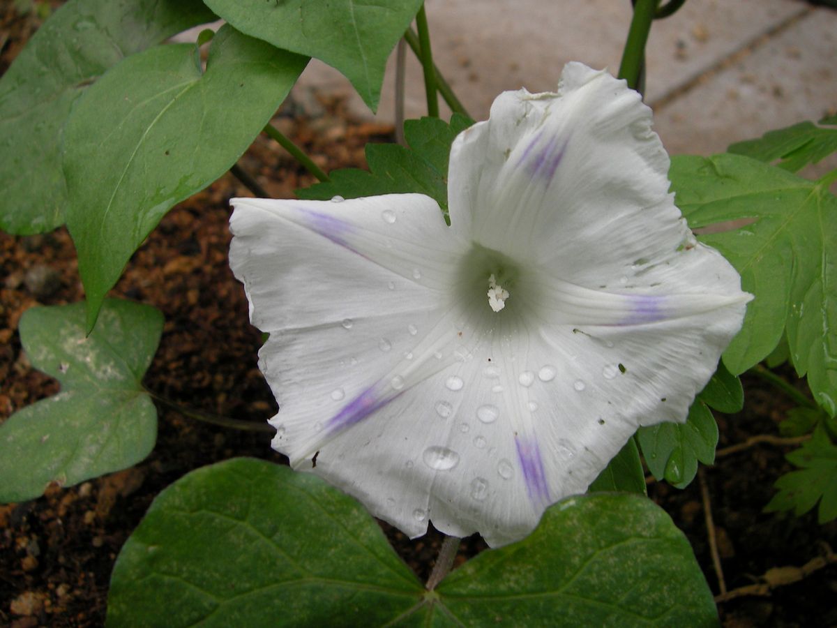 いろいろグリーンカーテン2017 5月10日　第1号の花開花