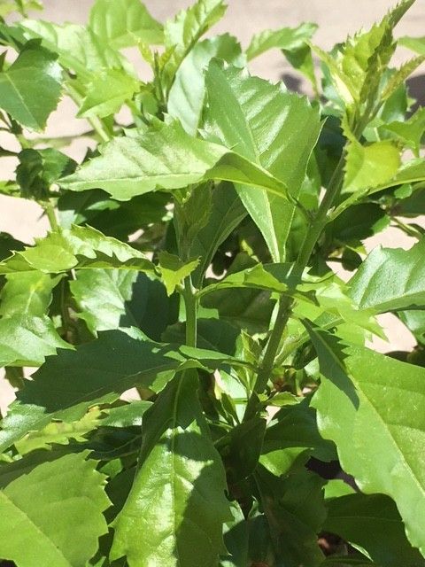 デュランタ春夏秋冬 繁ってます。