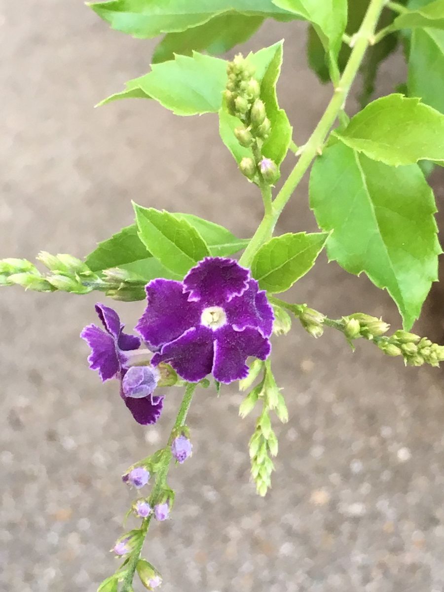 デュランタ春夏秋冬 開花