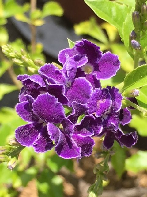 デュランタ春夏秋冬 夏のあざやか小花