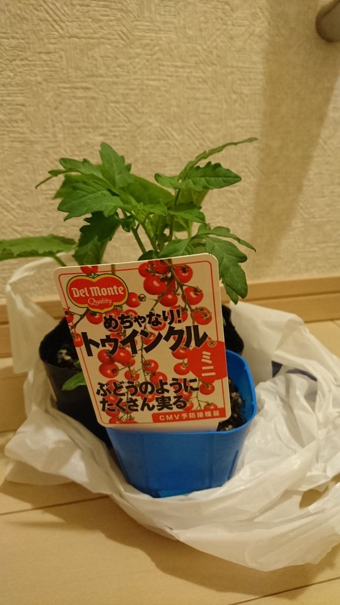 鉢で育てるミニトマト🍅