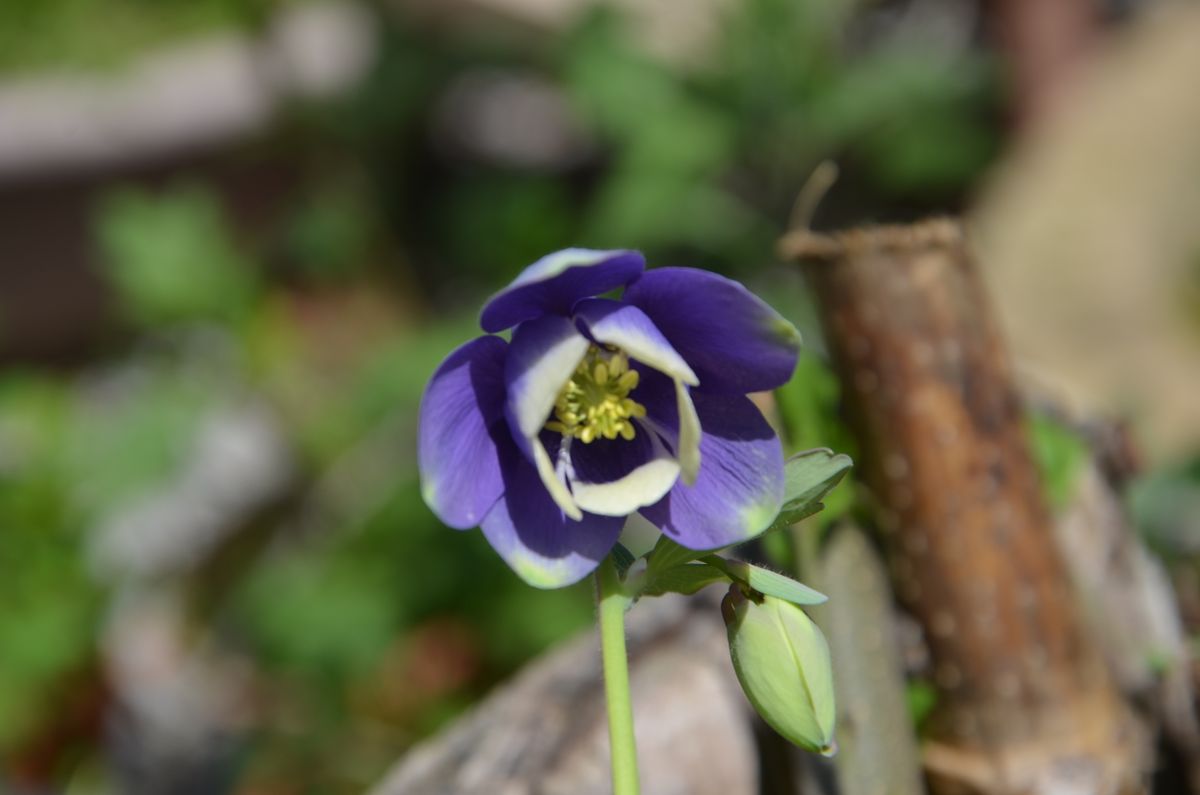 ミヤマオダマキを育てる！ 花を下から除きました。