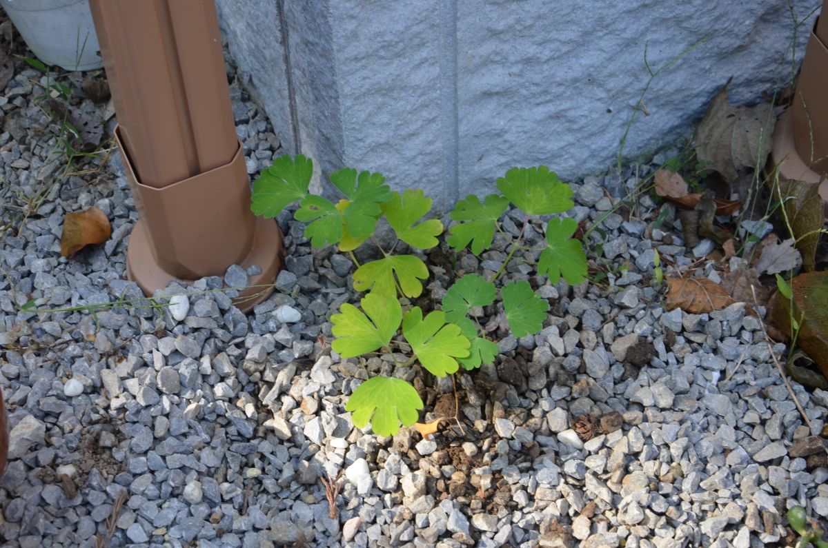 ミヤマオダマキを育てる！ どこに植えるといいのか分かりませんが。