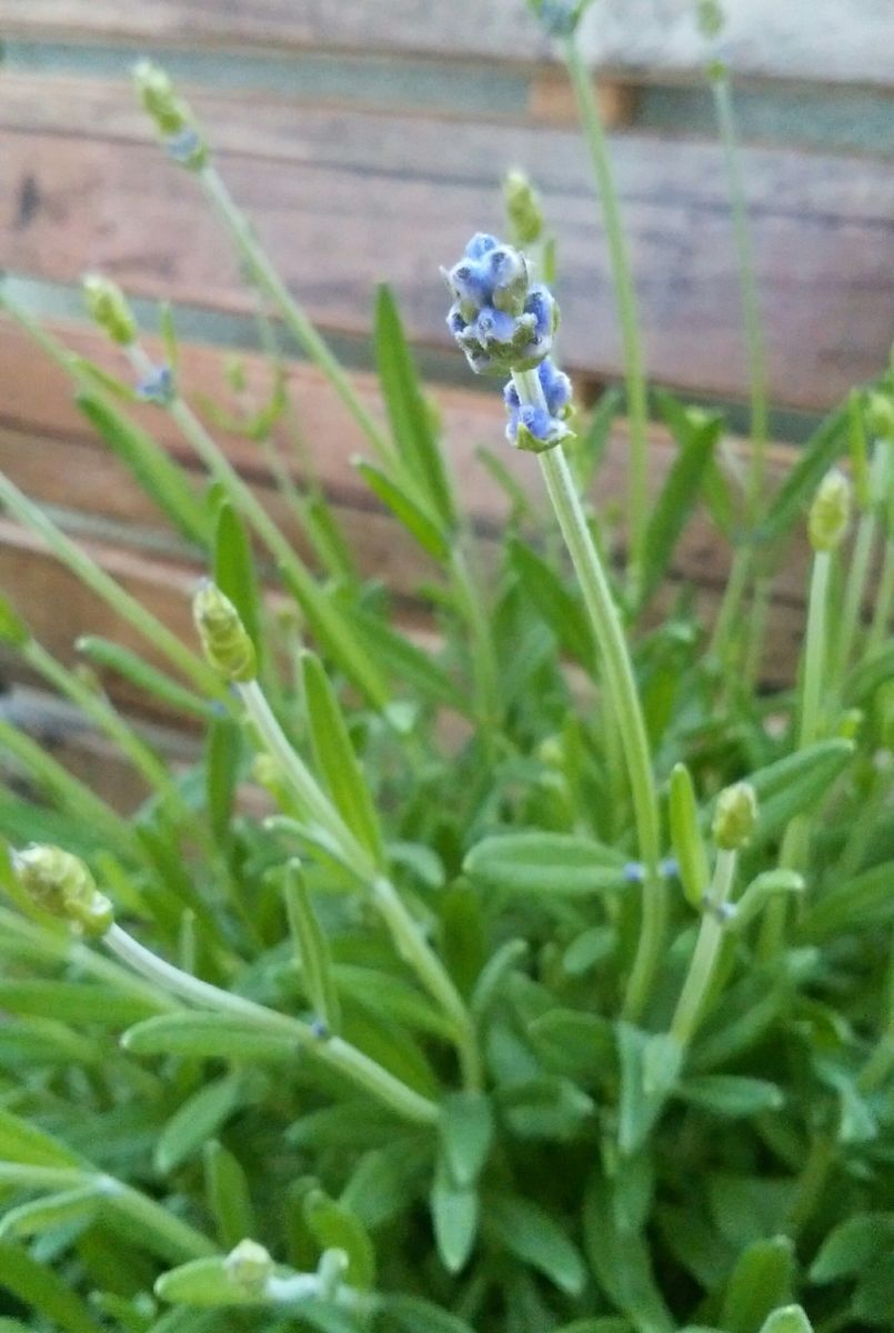 リラックスにラベンダー 花穂が小さいかも