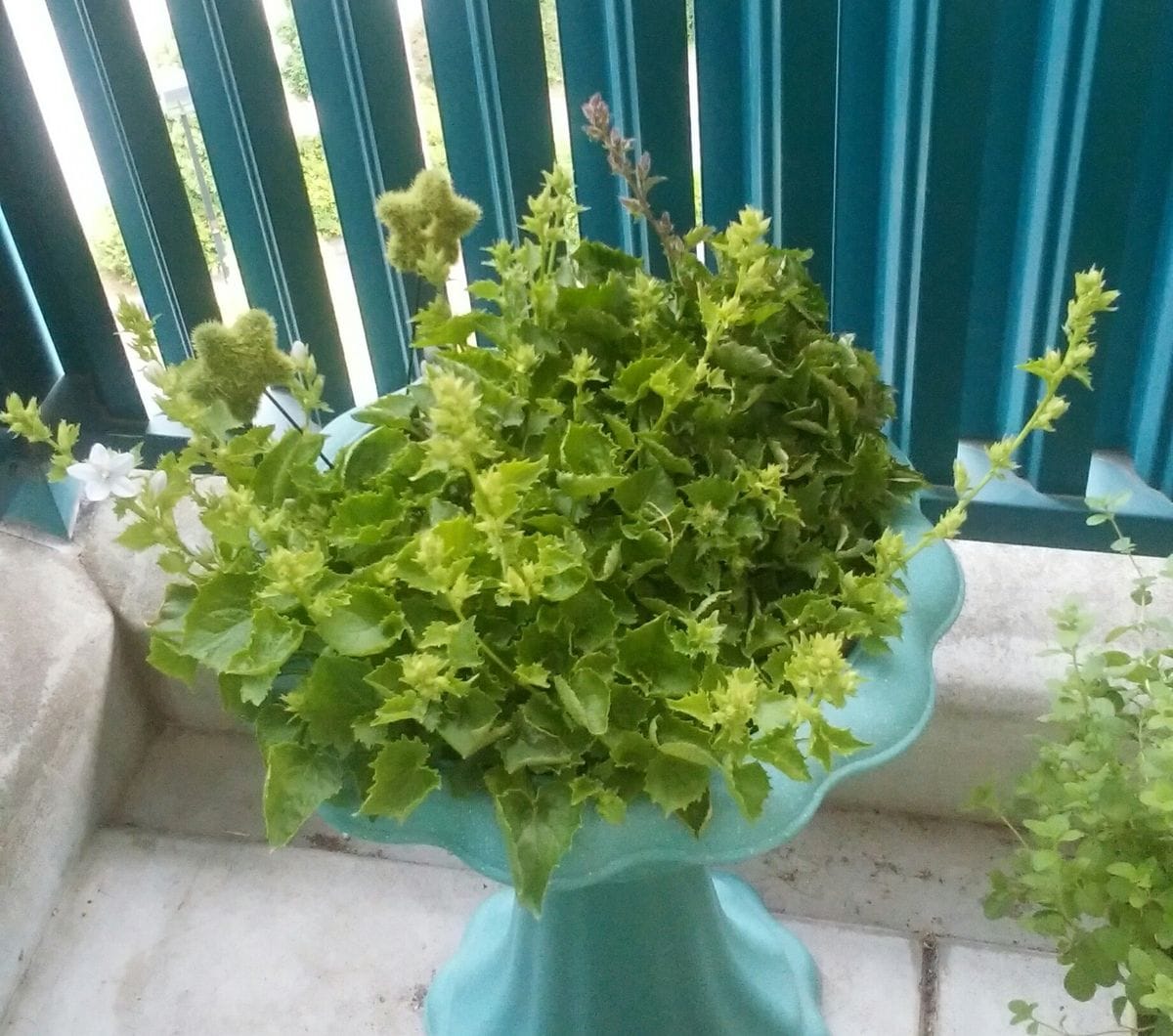 カンパニュラ　アルペンホワイト 花芽ぴょんぴょん