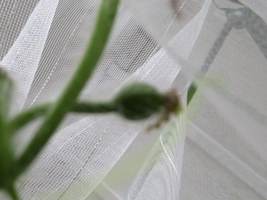 甘い小玉すいか…食べられるか？ 7月23日西瓜の雌花