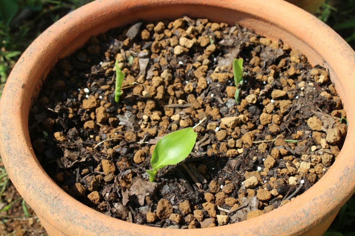 種からストレリチア 定植して屋外へ