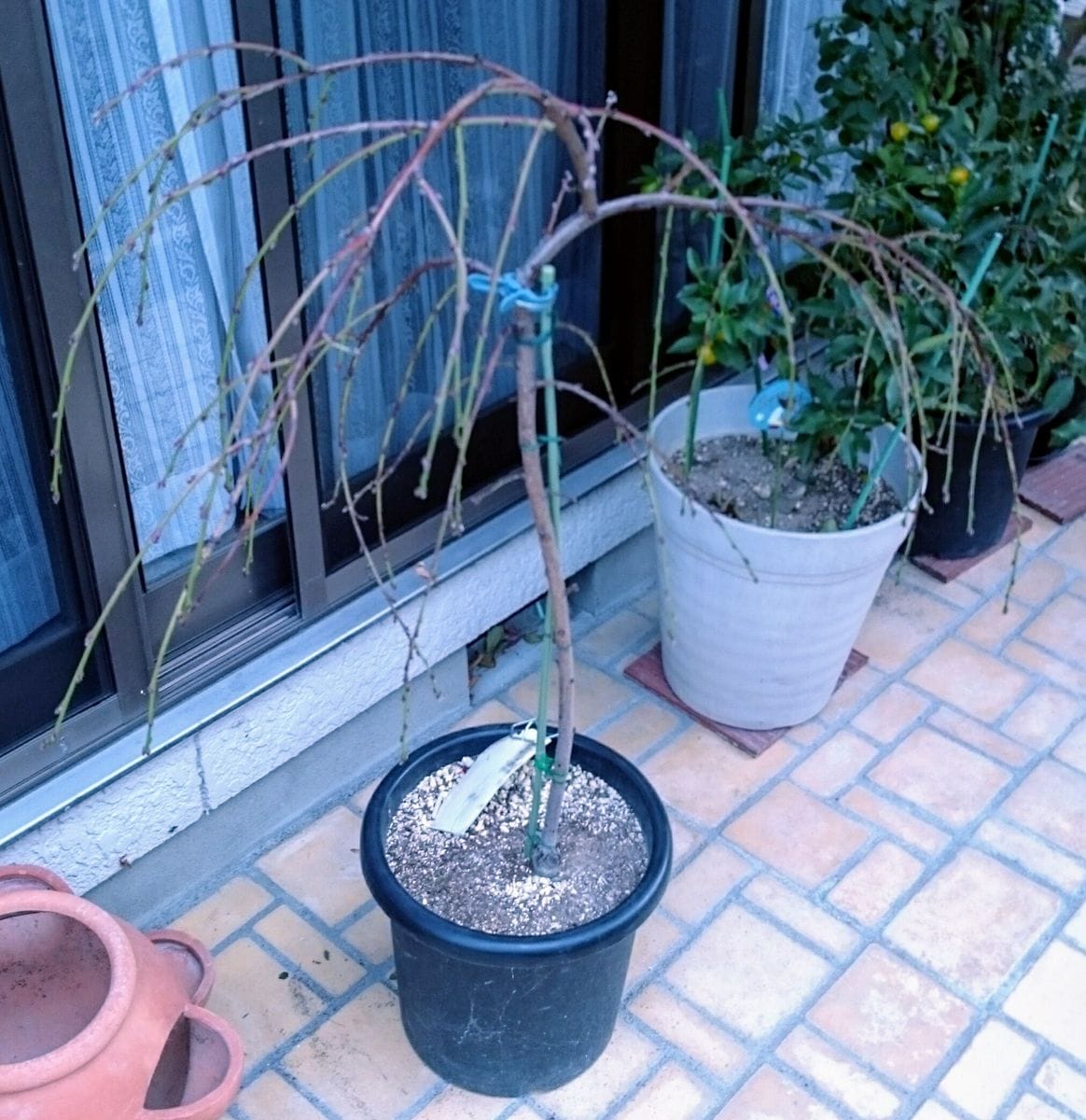 実も食べれるしだれ花桃 落葉