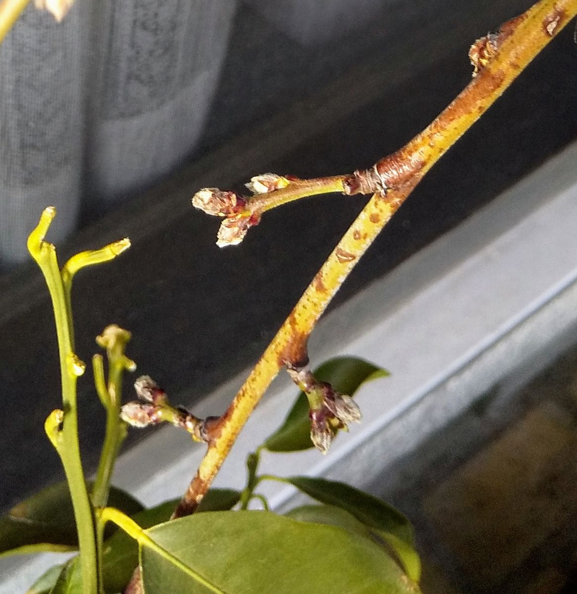 実も食べれるしだれ花桃 花芽はまだ固そうな