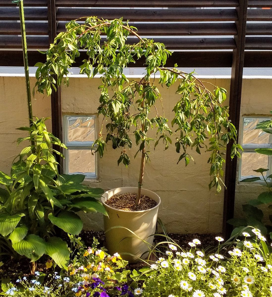 実も食べれるしだれ花桃 花が終わり