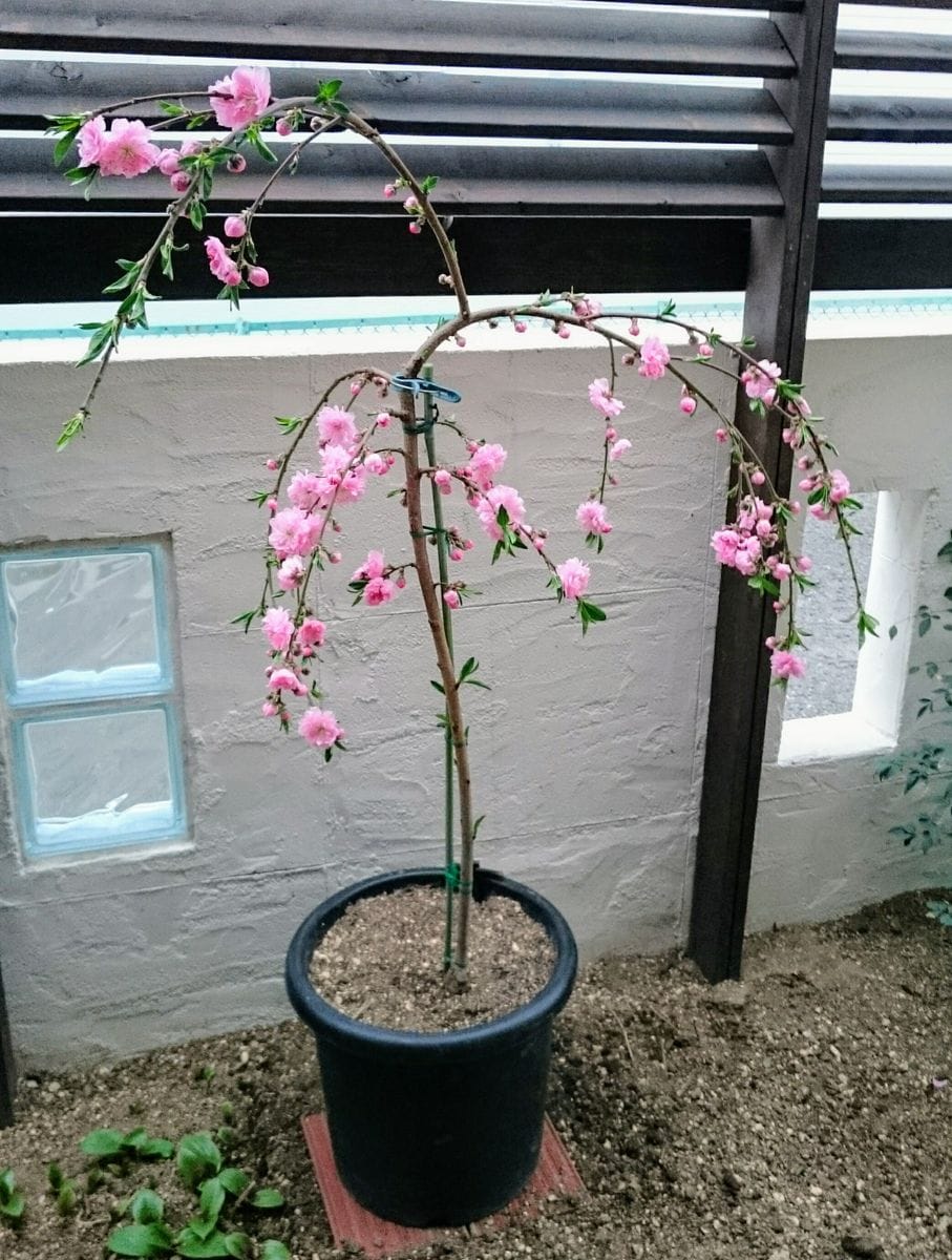 実も食べれるしだれ花桃 垂れ姿