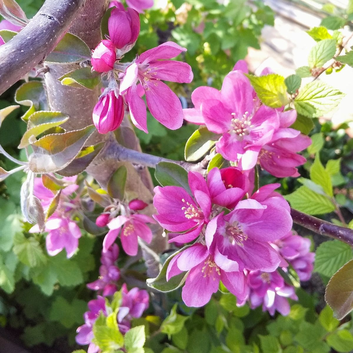 真っ赤なりんごをほおばる 今年の開花は