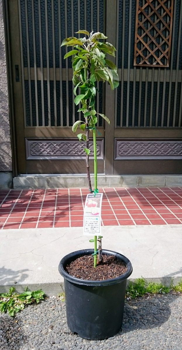 真っ赤なりんごをほおばる 鉢植えへ