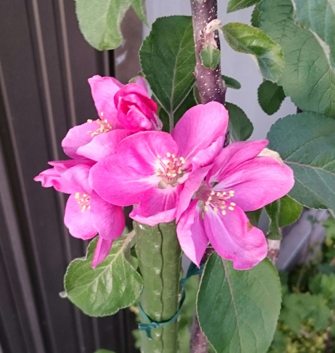 真っ赤なりんごをほおばる 初めての開花