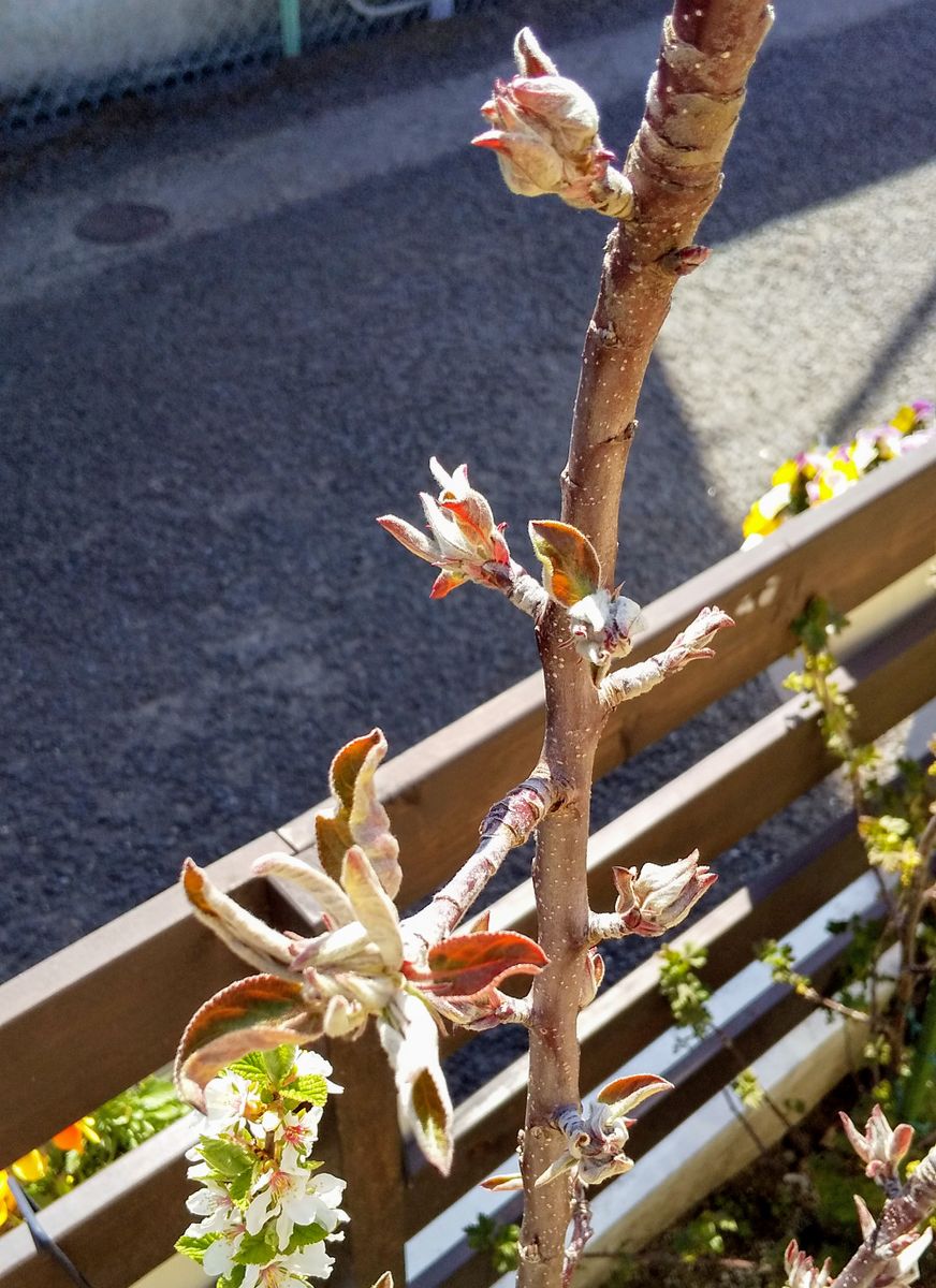 真っ赤なりんごをほおばる 芽吹き