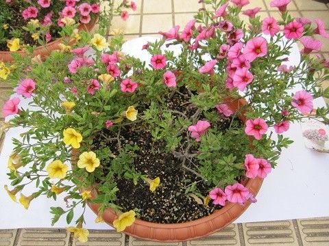 復活 ミリオンベル 2017年5月4日 2年目の開花