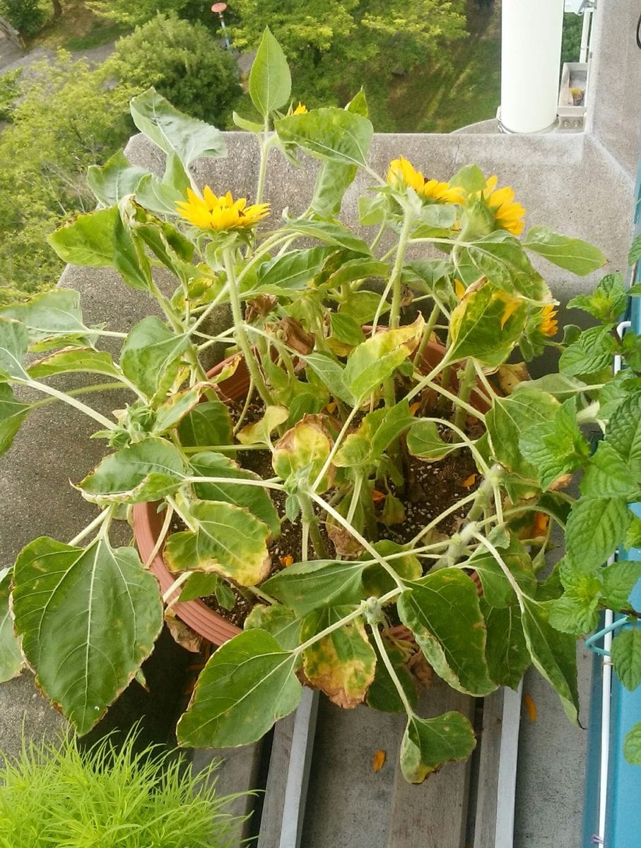 ベランダで向日葵を～ 一番花を切る