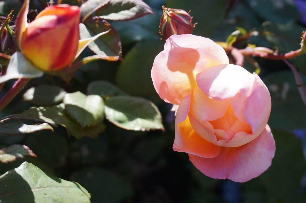 初めての薔薇はレディ・エマ・ハミルトン 6月15日、完全に開かない