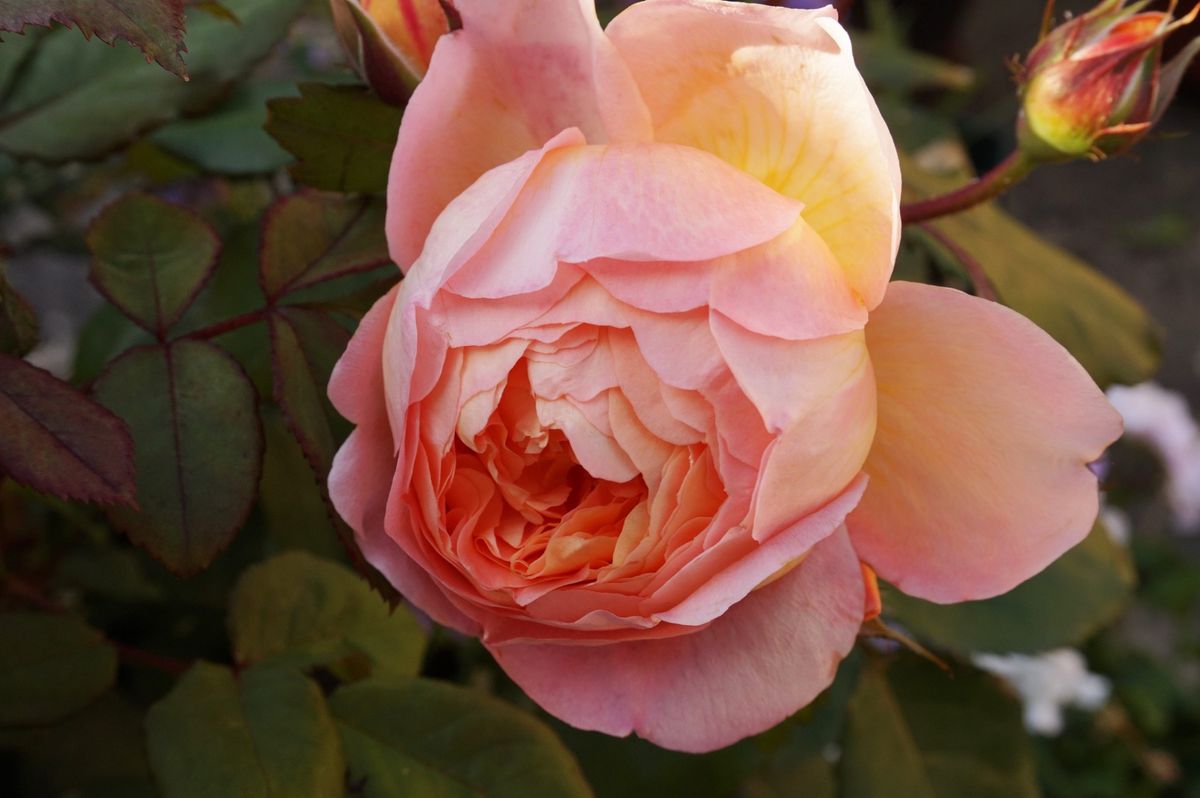 初めての薔薇はレディ・エマ・ハミルトン 6月17日、たくさん咲いてきました