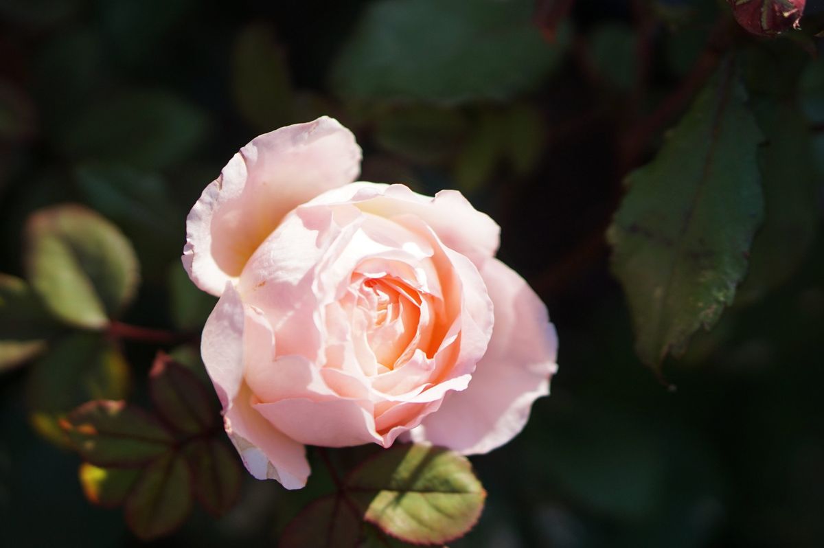初めての薔薇はレディ・エマ・ハミルトン 他の花はピンク
