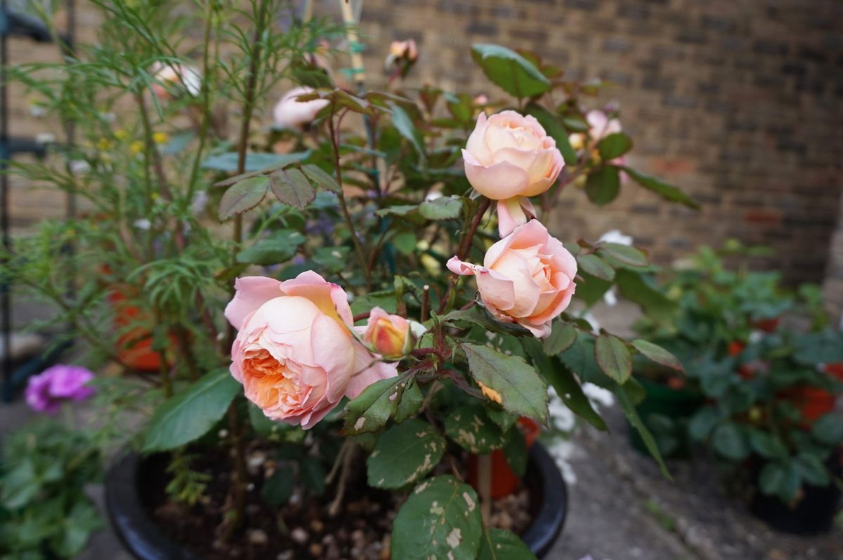 初めての薔薇はレディ・エマ・ハミルトン 6月18日、どんどん咲きます