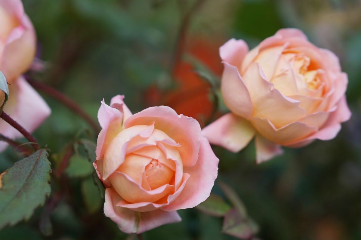 初めての薔薇はレディ・エマ・ハミルトン 色がアプリコットに