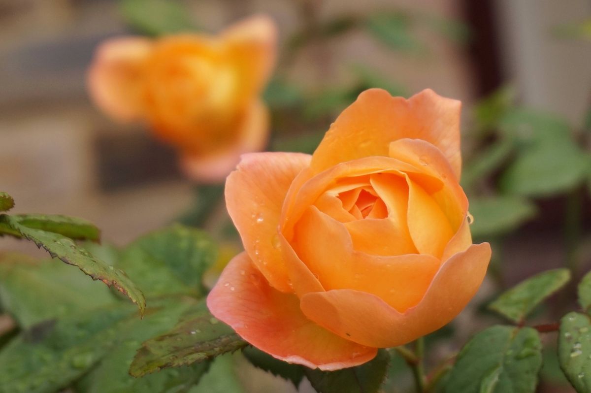 初めての薔薇はレディ・エマ・ハミルトン 7/3、まだ咲いてます