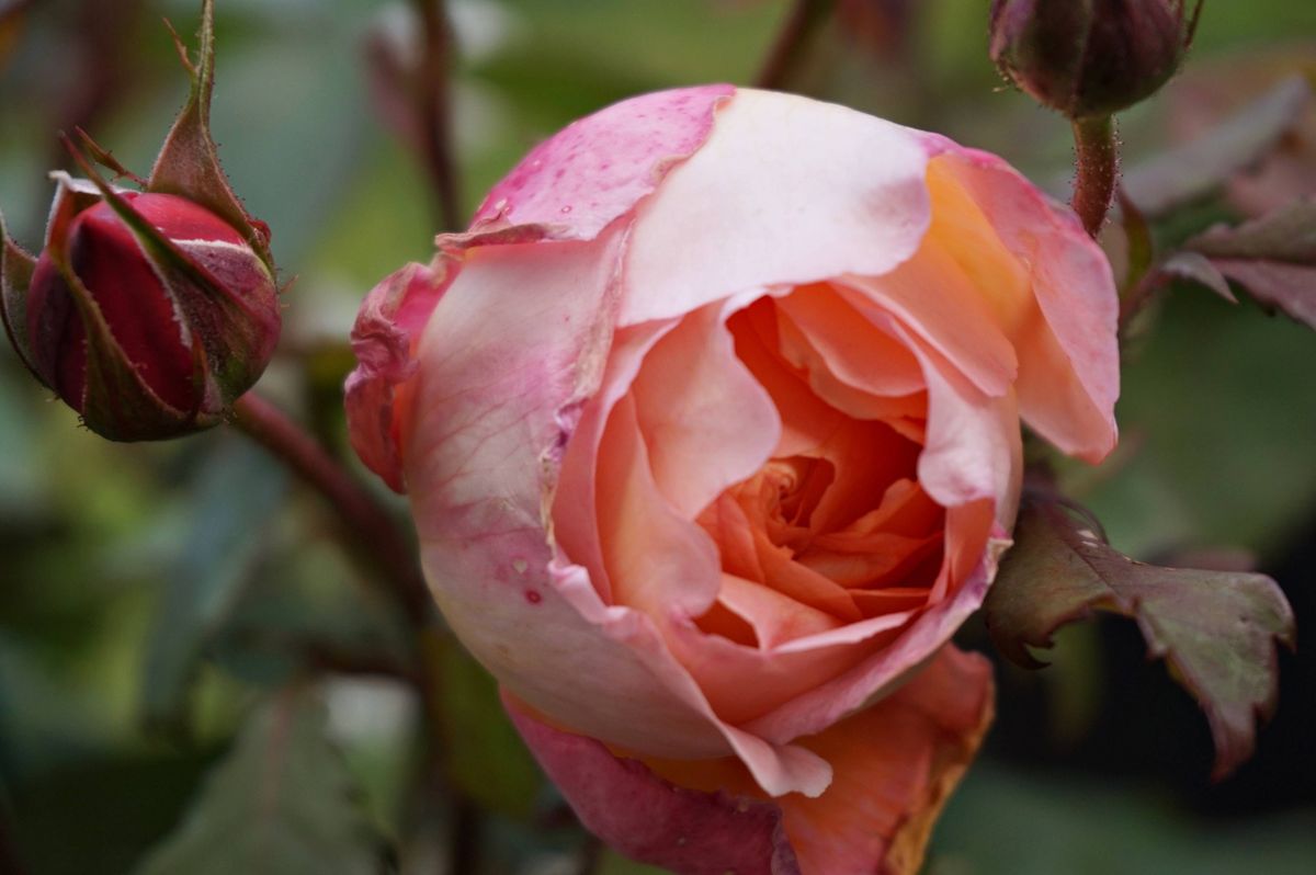 初めての薔薇はレディ・エマ・ハミルトン 6月9日