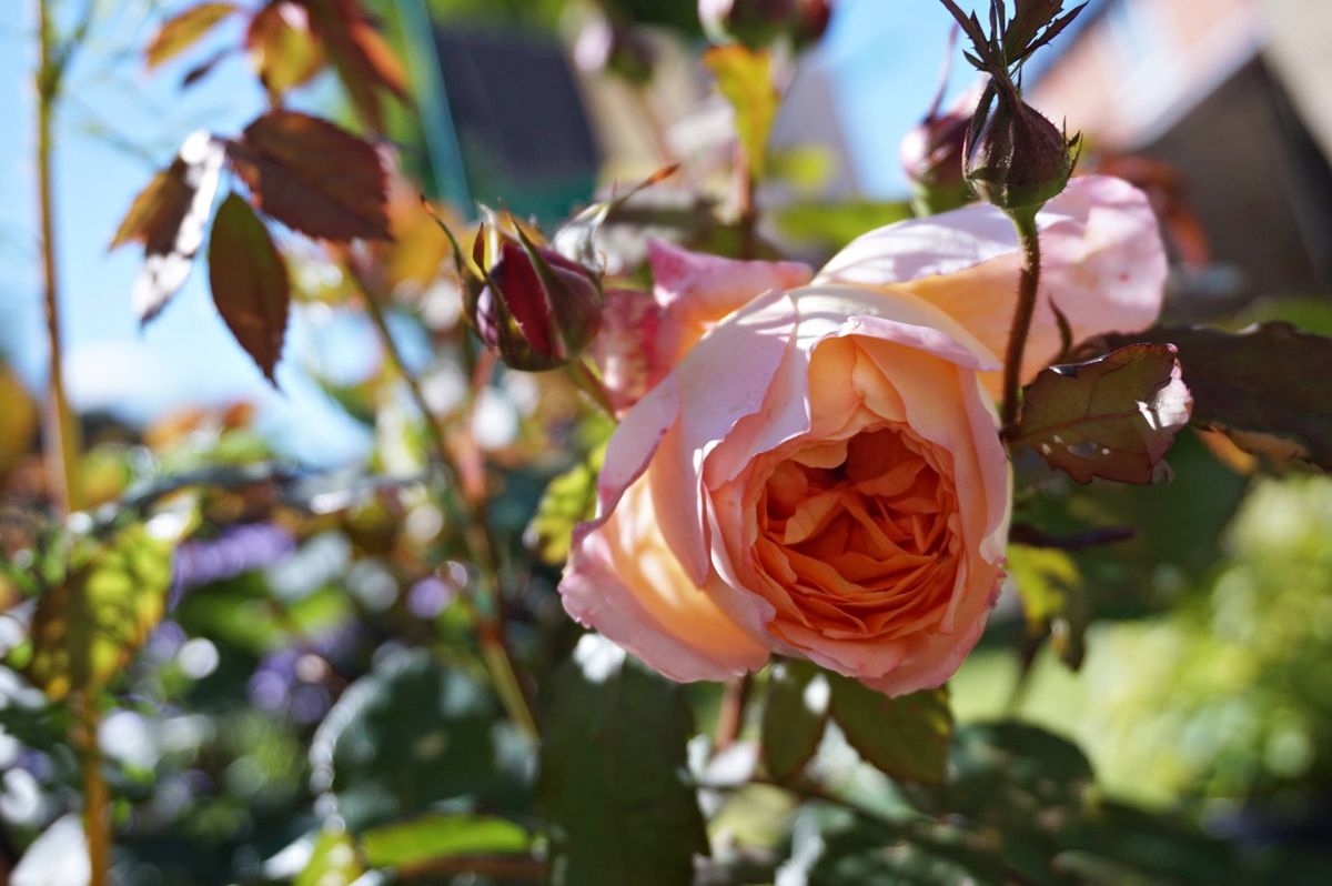 初めての薔薇はレディ・エマ・ハミルトン 6月10日