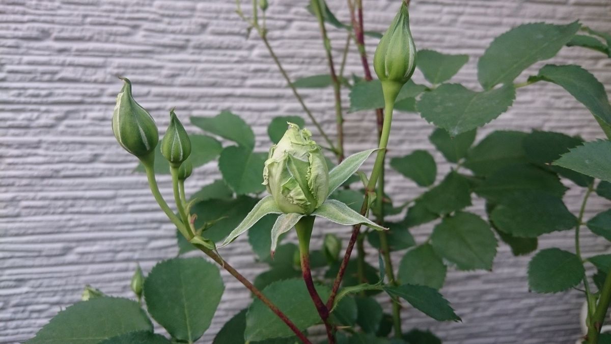 初心者が育てるブルーヘブン 蕾がつきました