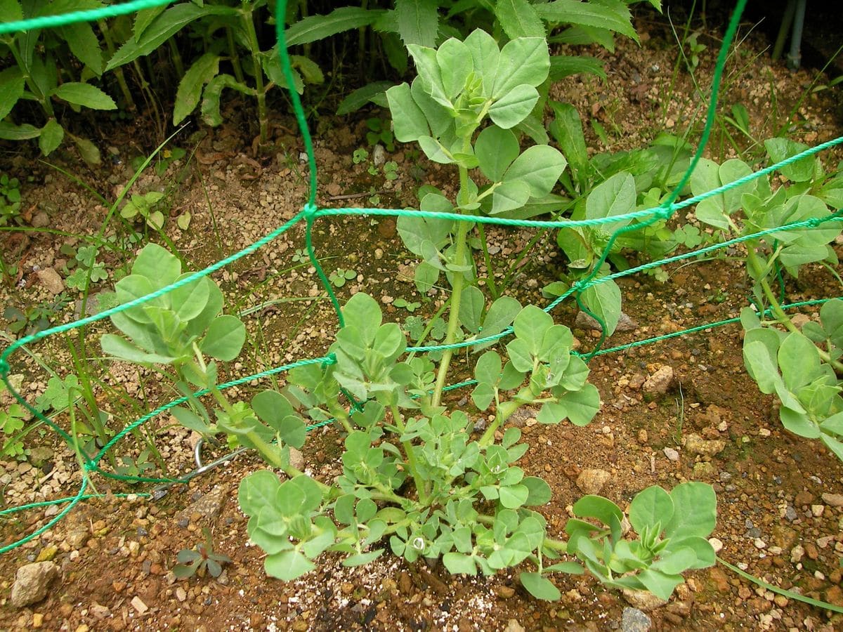 アスパラガスピー植えてみた 6月10日　また少し大きくなったが