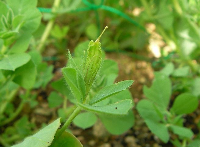 アスパラガスピー植えてみた 7月3日　小～さな実