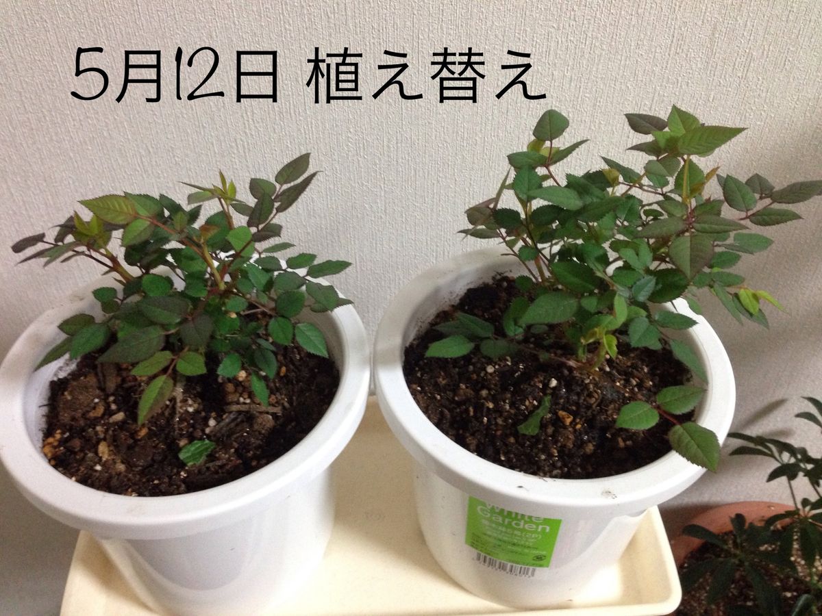 ミニ薔薇さん 購入して3回目の植え替え。