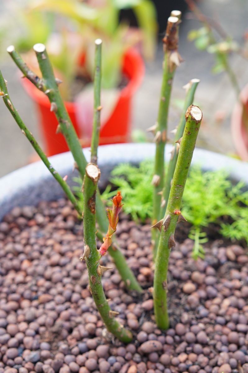 クレア・オースチン 植え付け